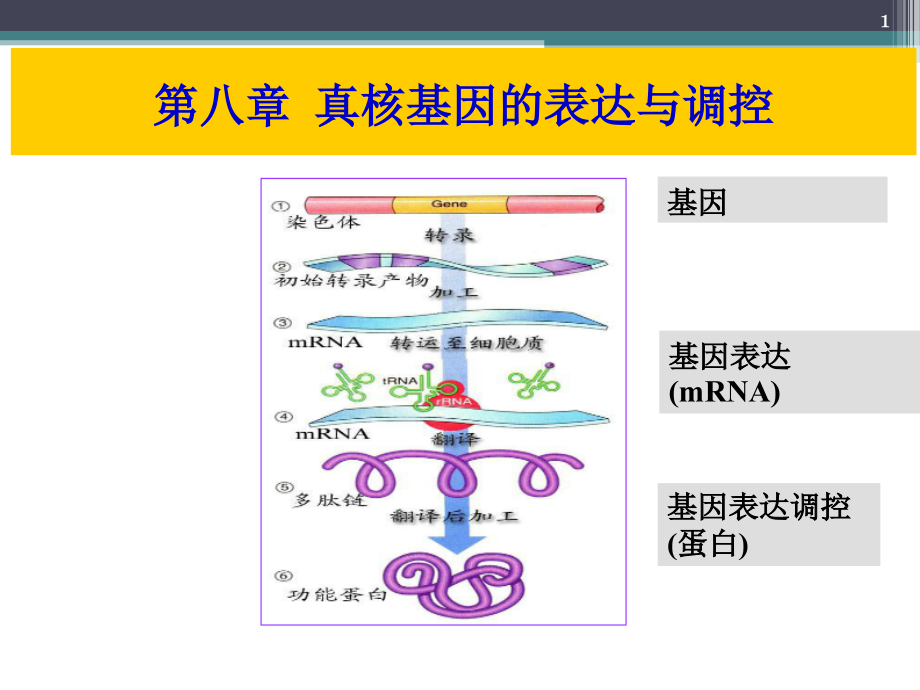 真核基因表达调控.ppt_第1页