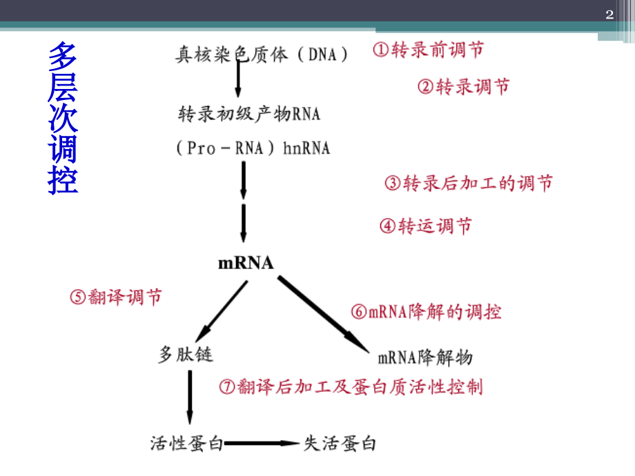 真核基因表达调控.ppt_第2页