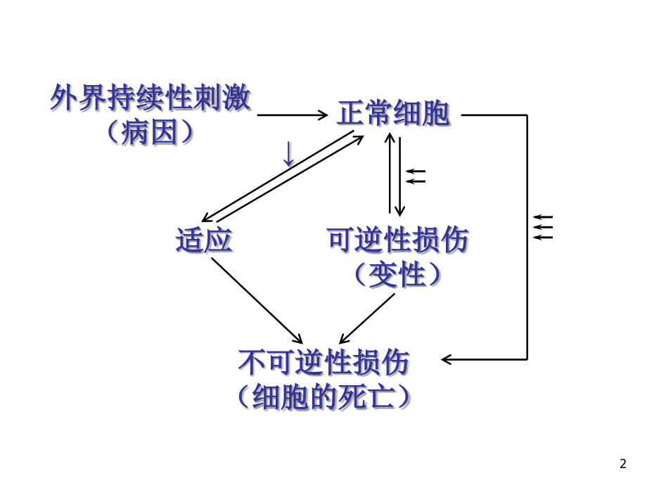 细胞和组织的适应、损伤与修复(课堂PPT).ppt_第2页