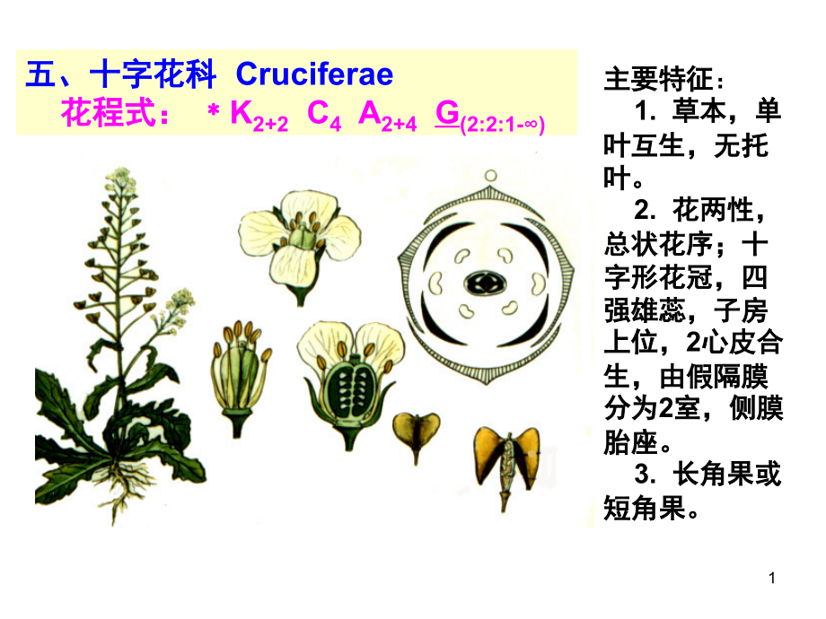 药用植物学被子植物代表植物(课堂PPT).ppt_第1页