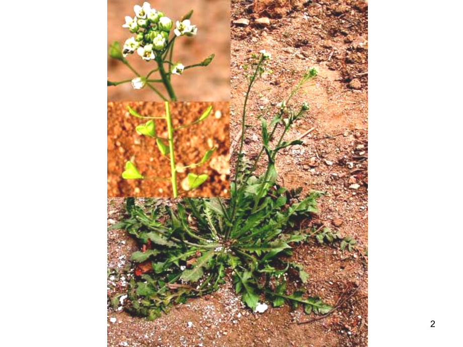 药用植物学被子植物代表植物(课堂PPT).ppt_第2页