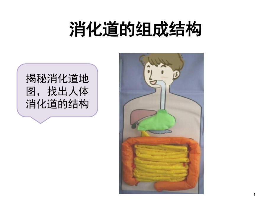 消化道的组成结构(课堂PPT).ppt_第1页