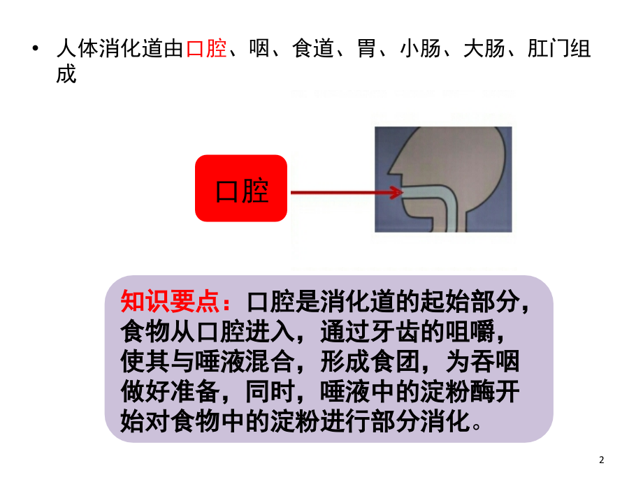 消化道的组成结构(课堂PPT).ppt_第2页