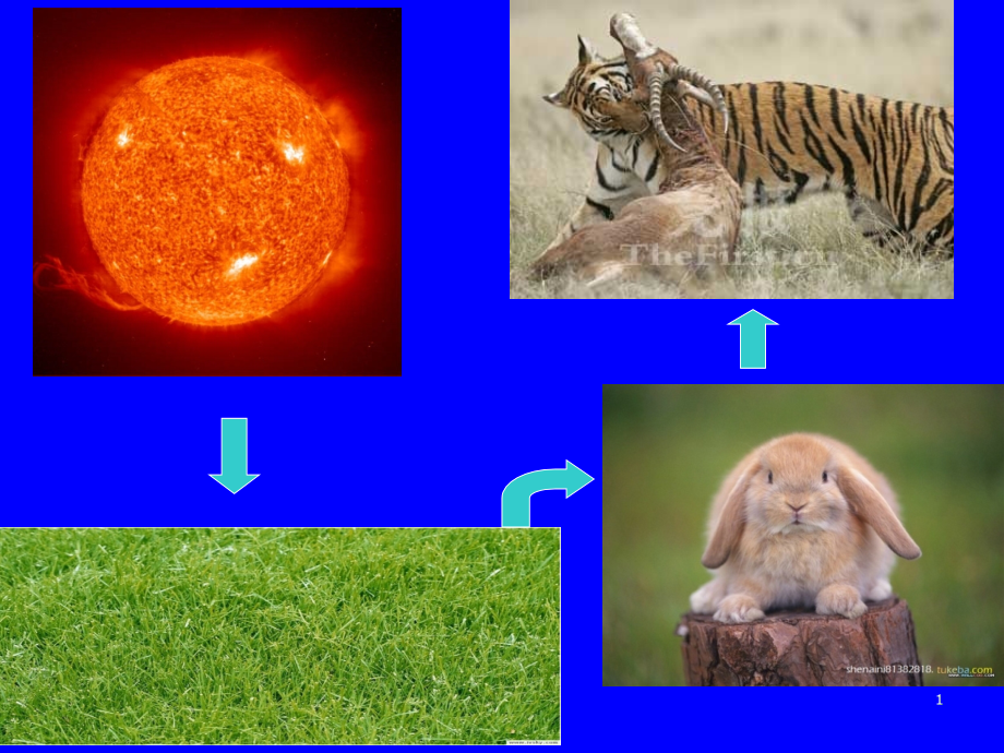 能量之源光与光合作用PPT课件.ppt_第1页