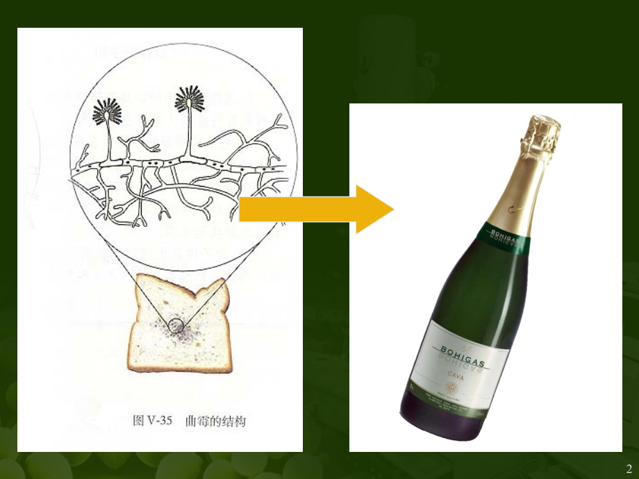 幻灯片-八上生物-第五章·第二节：《人类对细菌和真菌的利用》课件.ppt_第2页