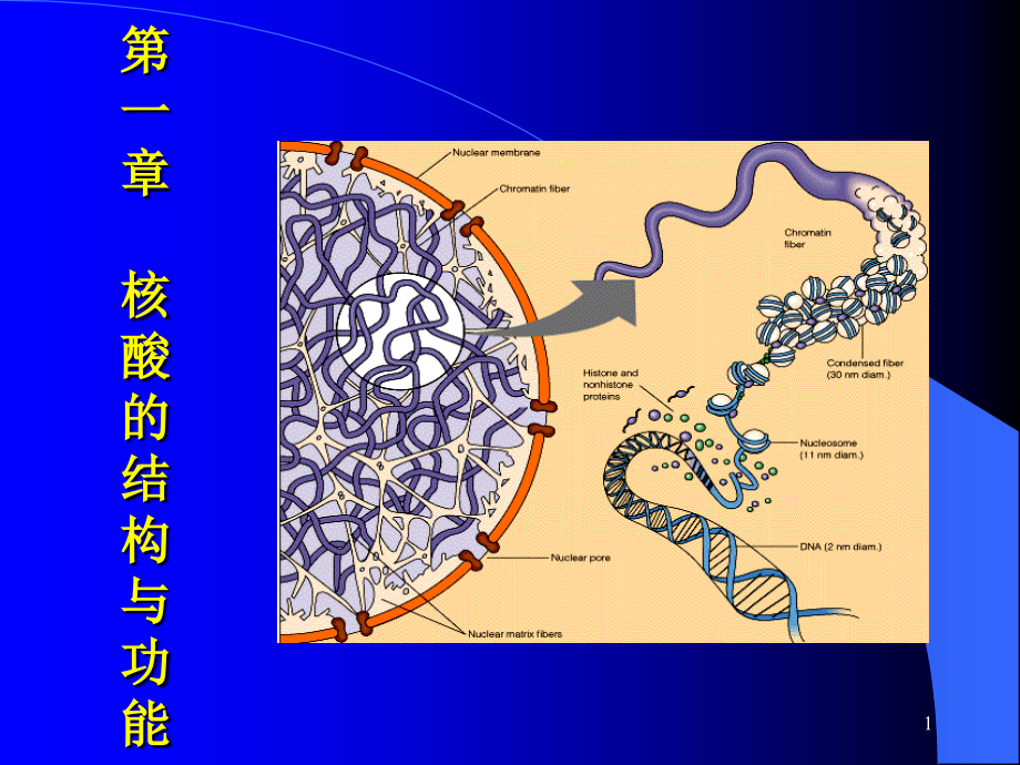 生物化学核酸的结构与功能.ppt_第1页