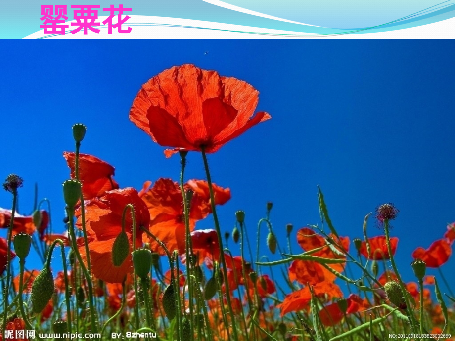 苏教版语文四年级上《虎门销烟》(课堂PPT).ppt_第2页