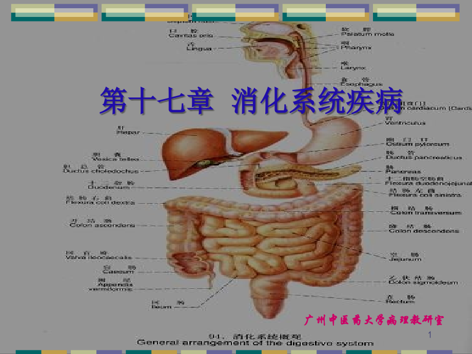 消化系统常见疾病PPT参考课件.ppt_第1页
