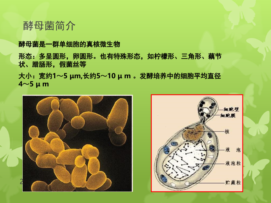 酵母菌的形态观察及(课堂PPT).ppt_第2页