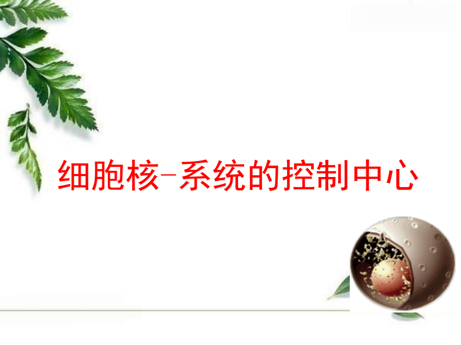 细胞核说课稿(课堂PPT).ppt_第1页
