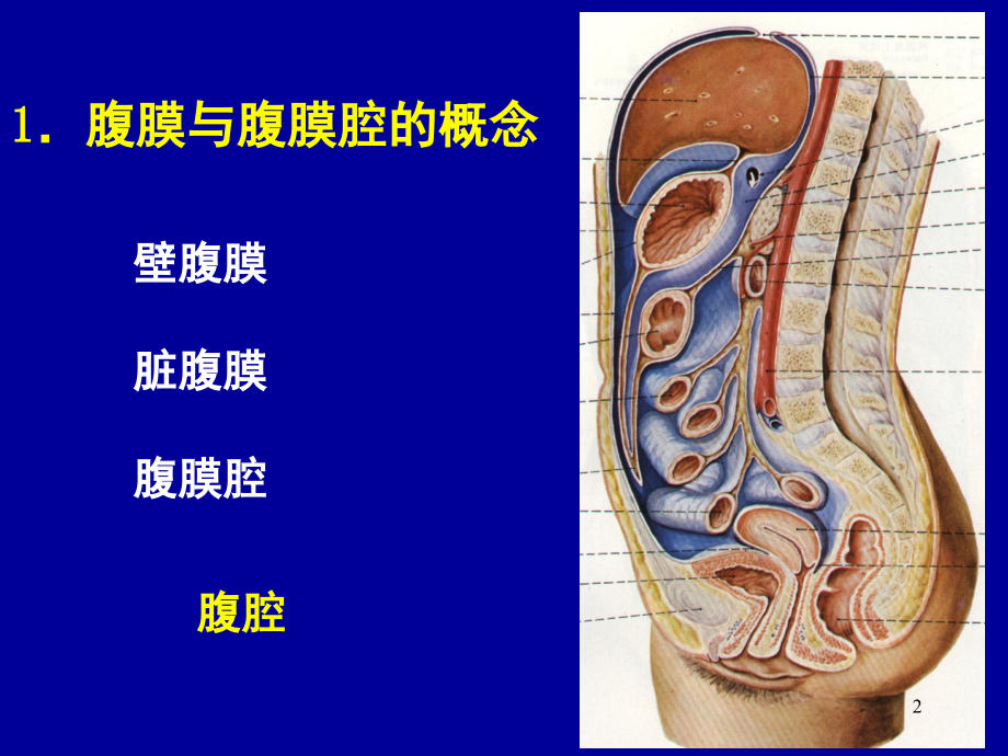 腹腔探察(课堂PPT).ppt_第2页