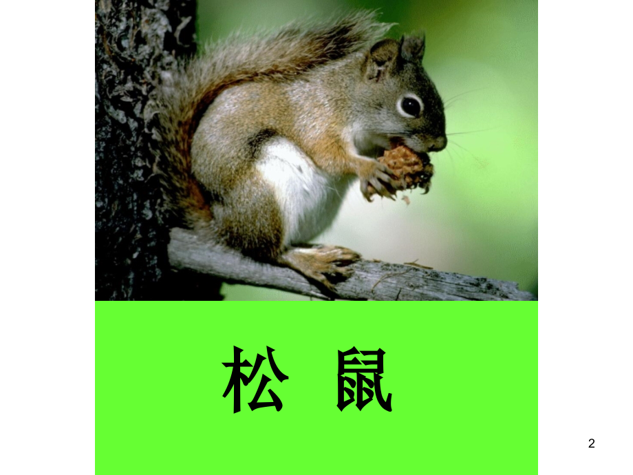 松鼠和松果(整合优秀)(课堂PPT).ppt_第2页
