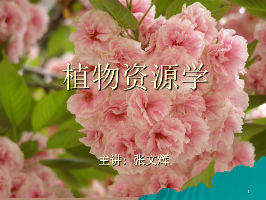 植物资源学绪论.ppt_第1页