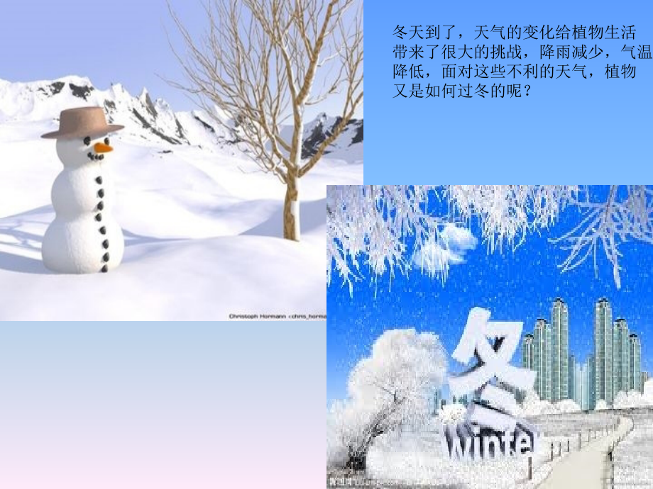 植物过冬的方式.ppt_第1页