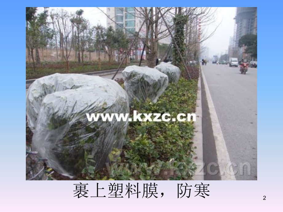植物过冬的方式.ppt_第2页