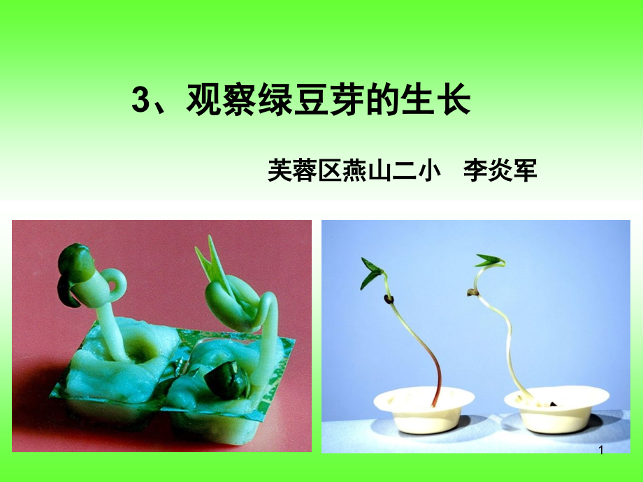 观察绿豆芽的生长(课堂PPT).ppt_第1页
