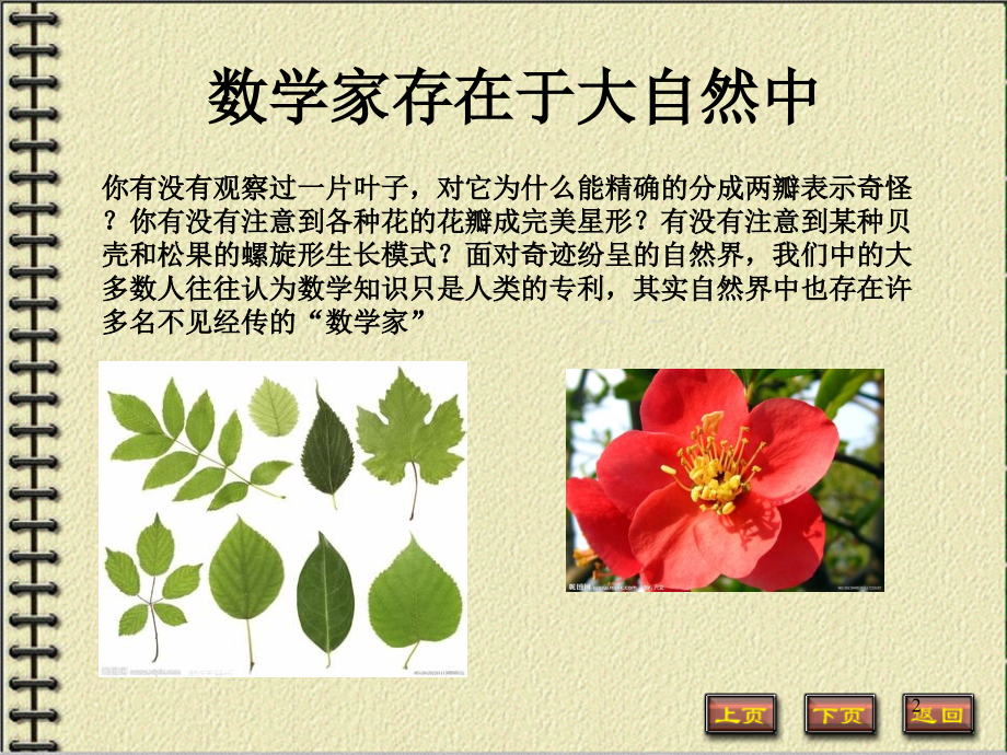 自然界中的数学大师.ppt_第2页