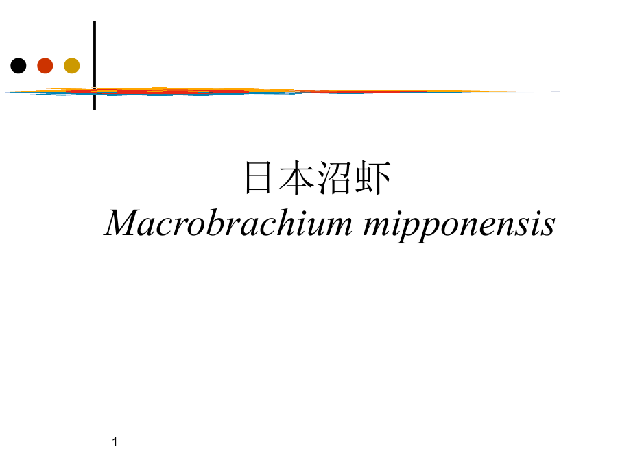 日本沼虾的养殖(课堂PPT).ppt_第1页