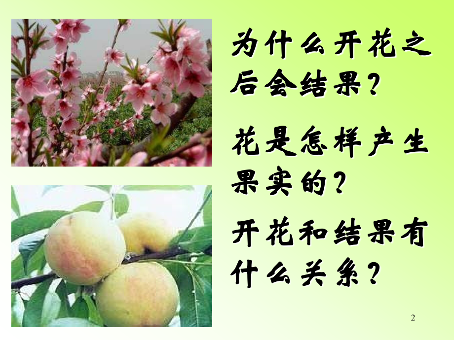 开花和结果课件PPT.ppt_第2页