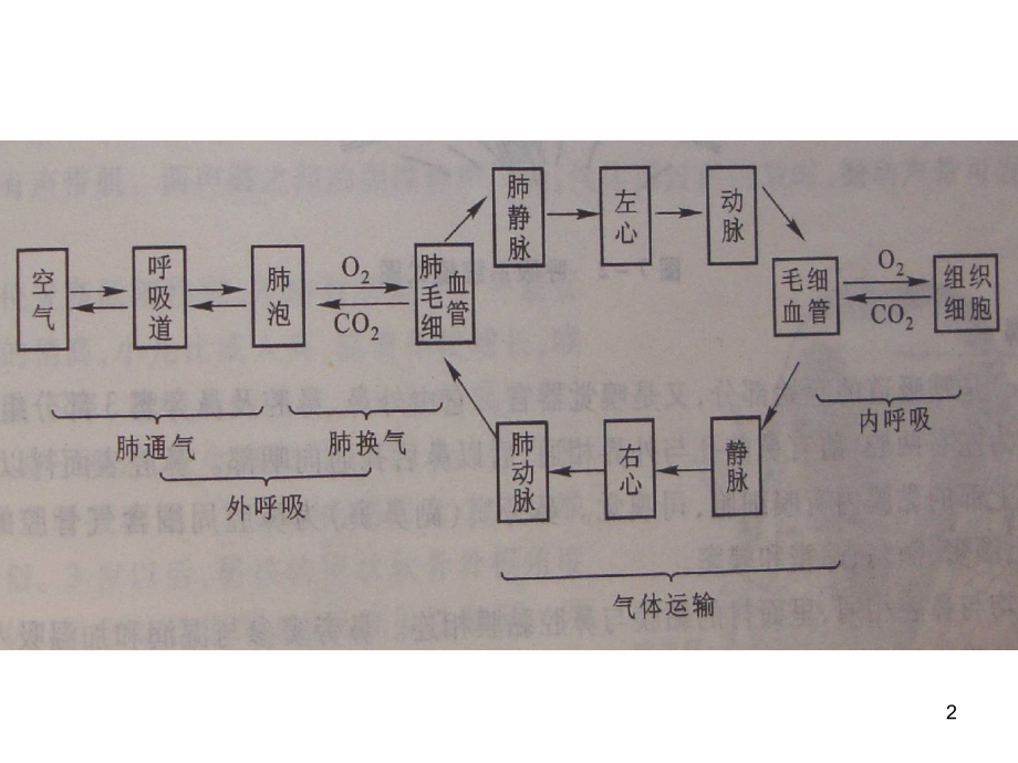 生理学5-呼吸.PPT幻灯片课件.ppt_第2页