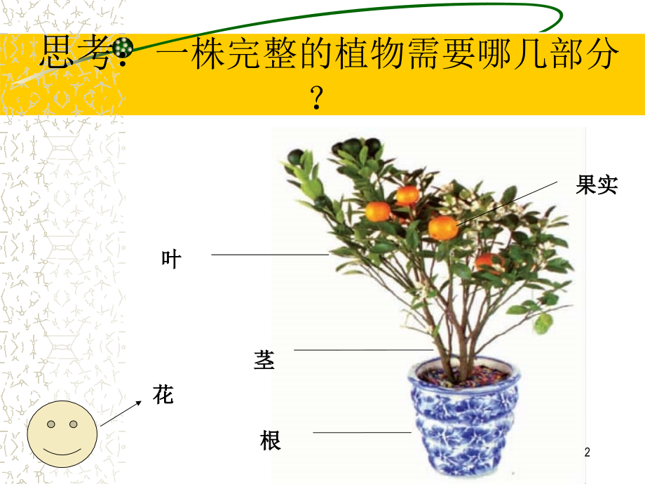 我们离不开植物.ppt_第2页