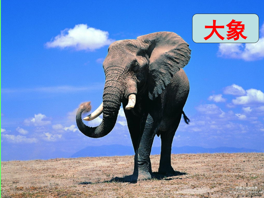 动物绝对不可以穿衣服(课堂PPT).ppt_第1页