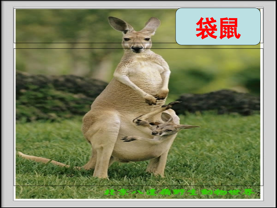 动物绝对不可以穿衣服(课堂PPT).ppt_第2页