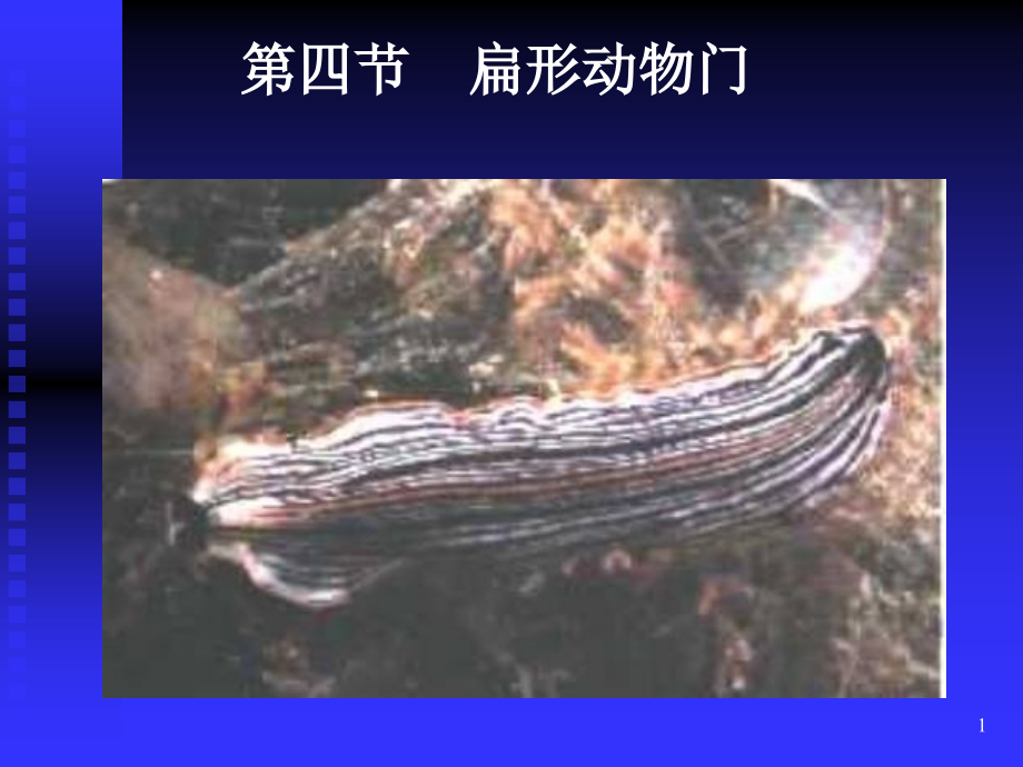 动物生物学之扁形动物门优秀PPT.ppt_第1页
