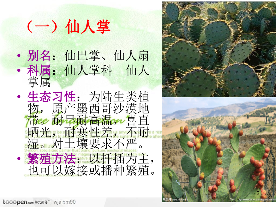 仙人掌类花卉的常见种类.ppt_第2页