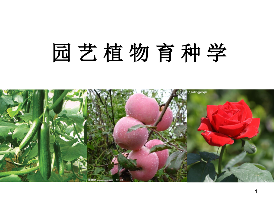 园艺植物育种学.ppt_第1页
