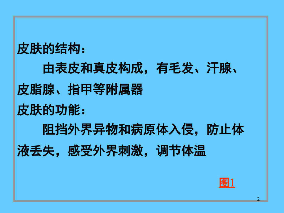 人面部皮肤结构图详解课件.ppt_第2页