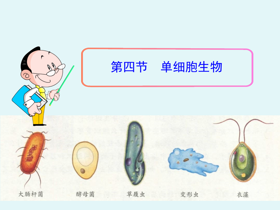 单细胞生物.ppt.ppt_第2页