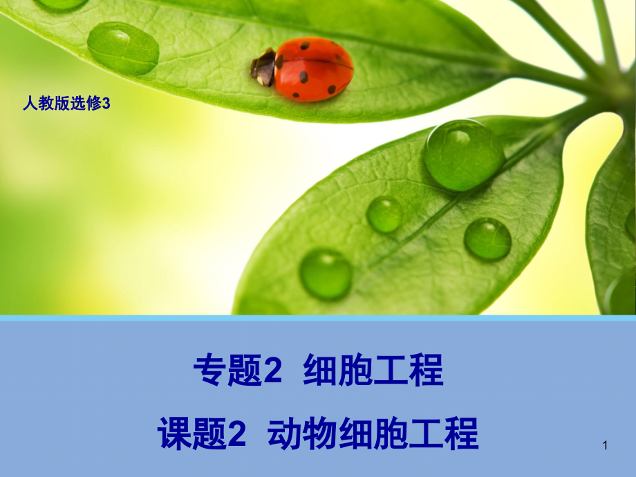 动物细胞工程文档.ppt_第1页