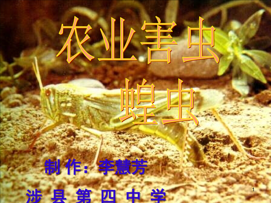 七年级生物蝗虫.ppt_第1页