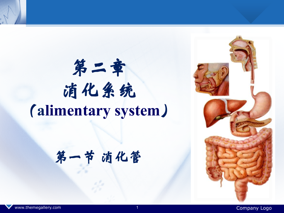 人体解剖消化系统-胃(课堂PPT).ppt_第1页