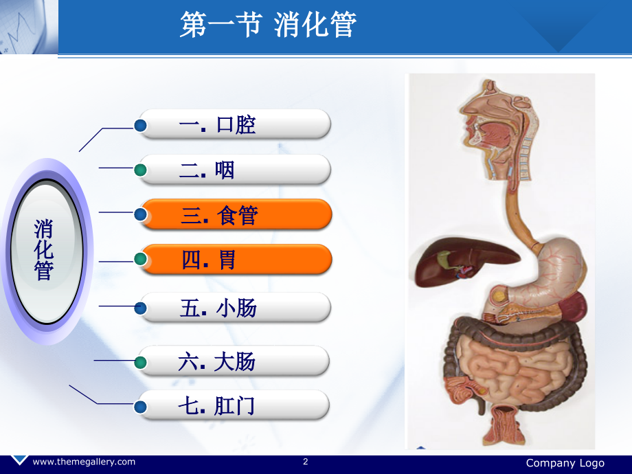 人体解剖消化系统-胃(课堂PPT).ppt_第2页
