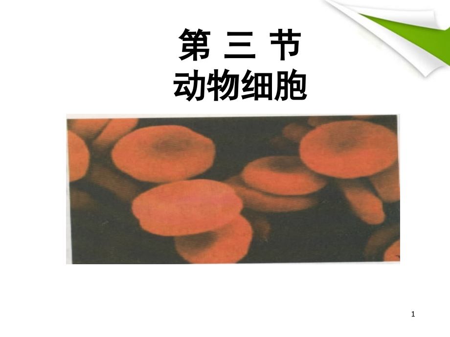 七年级生物上册观察动物细胞.ppt_第1页