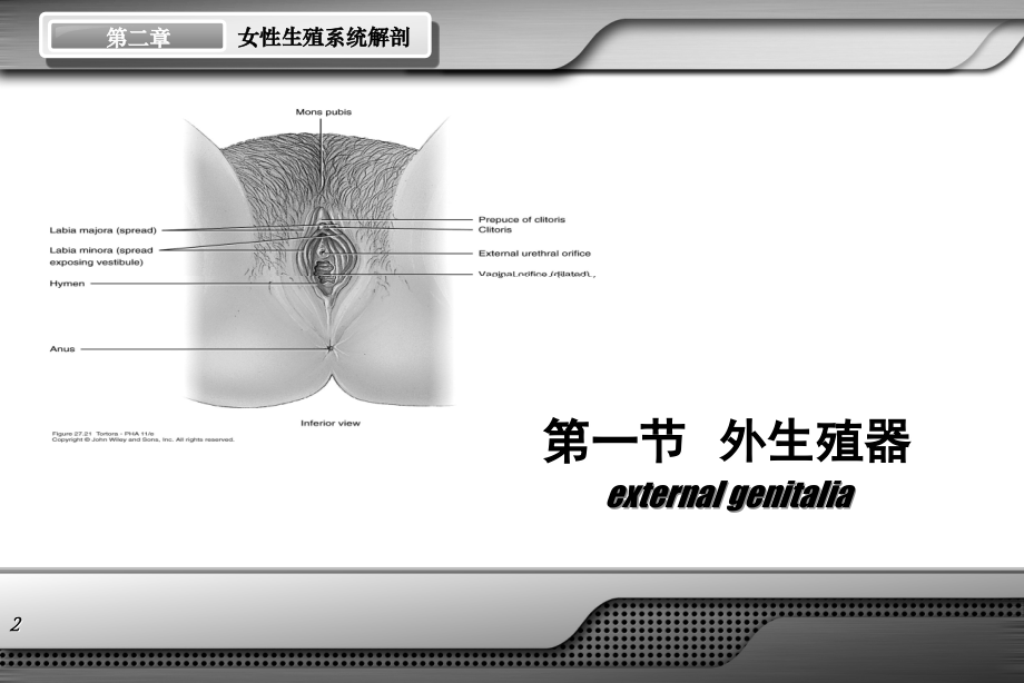 女性生殖系统解剖PPT参考课件.ppt_第2页
