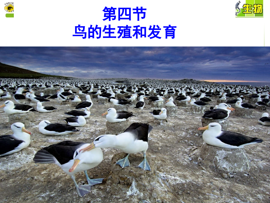 八年级生物鸟的生殖和发育(课堂PPT).ppt_第1页