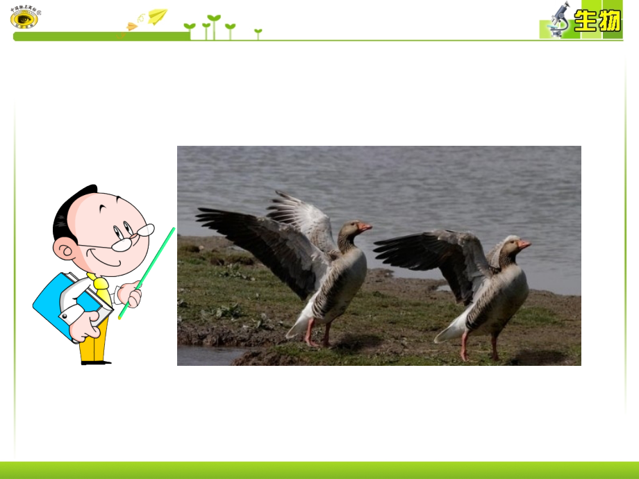 八年级生物鸟的生殖和发育(课堂PPT).ppt_第2页