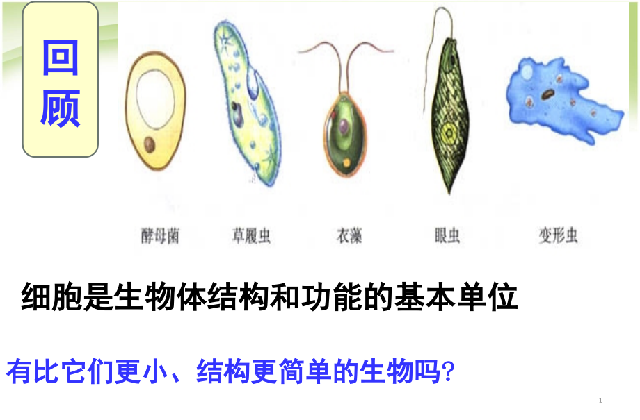 人教版八年级生物上册《病毒》.ppt_第1页