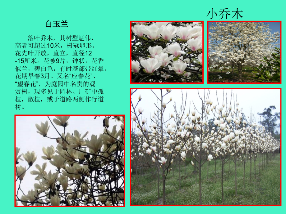 北方园林常用小乔木及灌木优秀课件.ppt_第2页