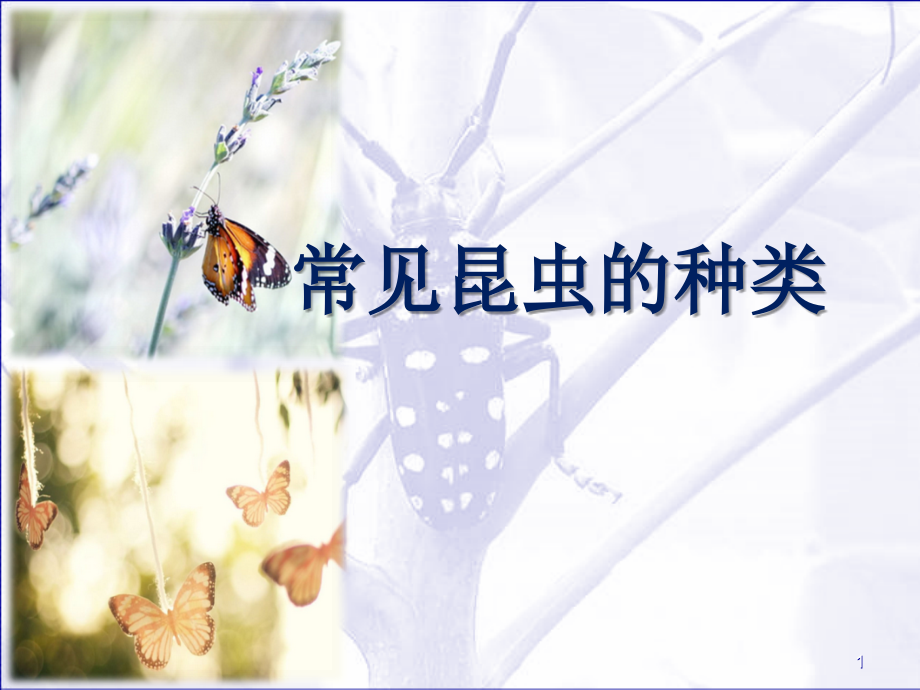 昆虫的种类.ppt_第1页