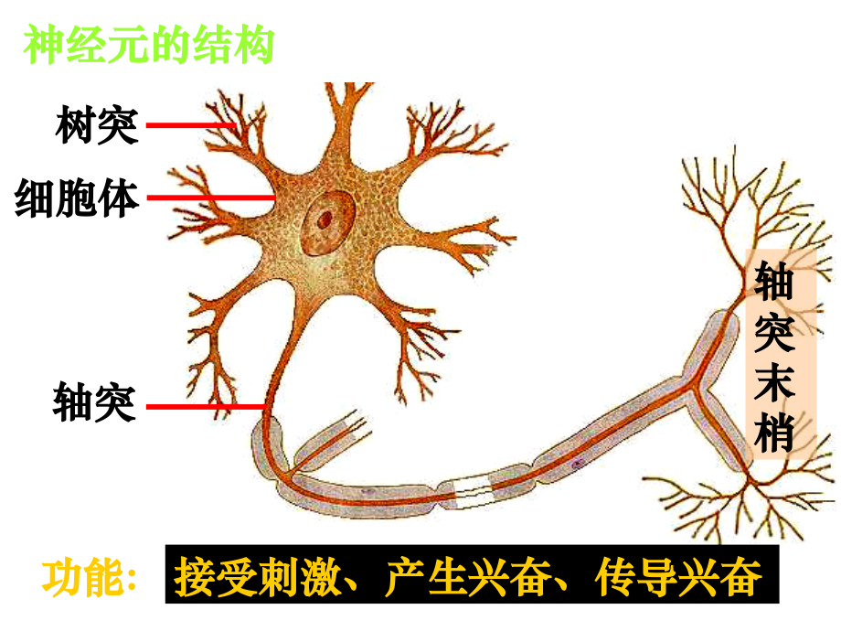 高二生物《通过神经系统的调节》月考前经典总结.ppt_第2页