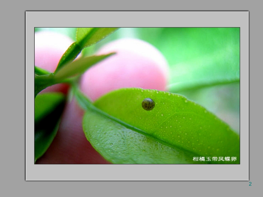教科版四年级科学下册动物的卵.ppt_第2页