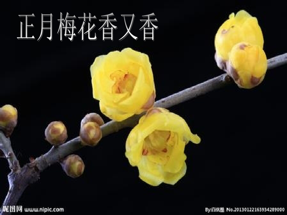 人教版四年级上册作文——观察日记(课堂PPT).ppt_第1页