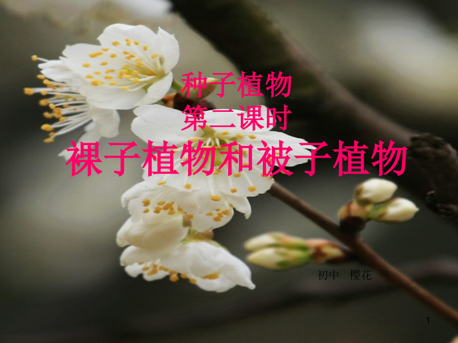 裸子植物和被子植物PPT.ppt_第1页