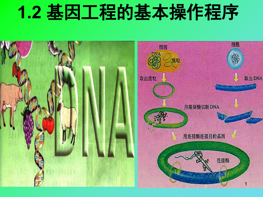 DNA重组技术的基本步骤(课堂PPT).ppt_第1页
