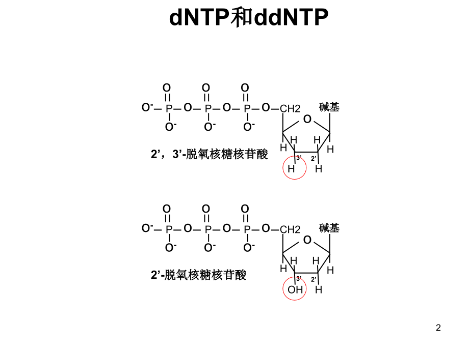 Sanger测序原理.ppt_第2页