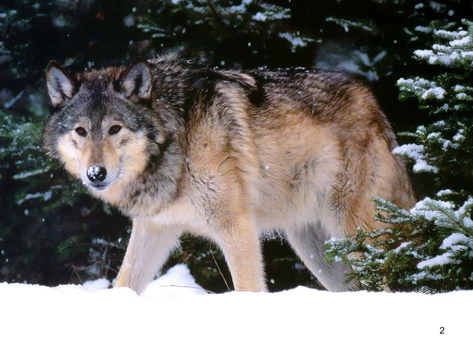 蒲松龄《狼》优质课.ppt_第2页